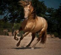 Copper Gleam