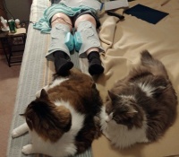 Kitty nurses after Mama's hip surgery, 2019