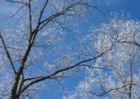 Hoar Frost on trees, yesterday morning