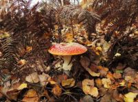 Autumn