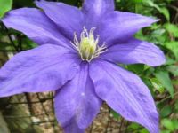 5-27-2015-- clematis