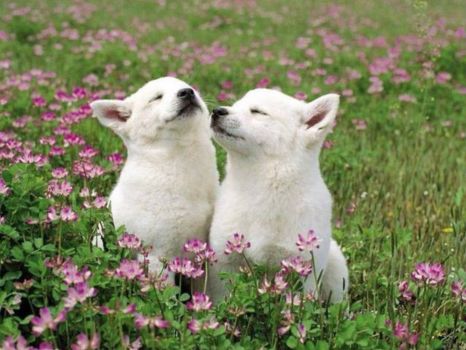 White wolf pups