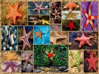 Starfish - medium