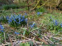 Spring - Bornholm 1