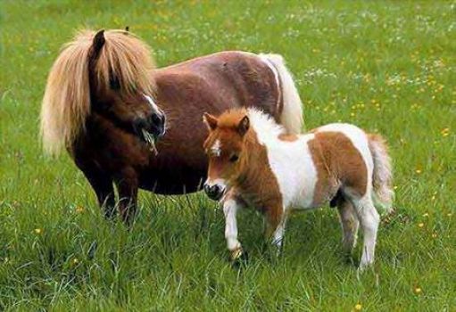 cute horses