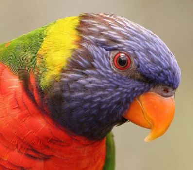 Profile of a parrot