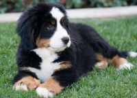 cutest dog in the world
