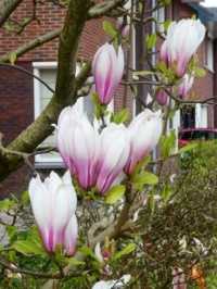 Magnolia / tulip tree