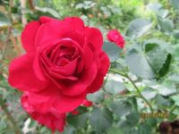 IMG_1254