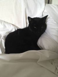 Black cat, white bedding