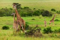 Giraffes In The Wild