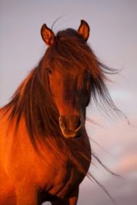 Sunset Horse