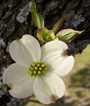 White Dogwood Flower (Mar17P43)