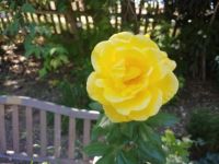 Yellow Rose-Cathy
