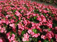 Burchart Gardens BC