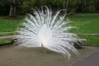 White Peacock,  SE England