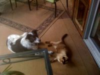 Katie loves Murphy