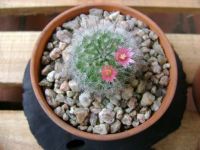 Cactus with flower