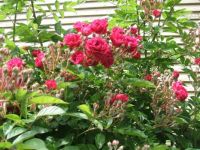 Old Fashion climbing Roses 2