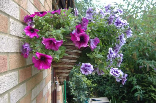 Garden - Hanging Basket - Back Garden - Side View