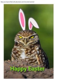 Easter owl