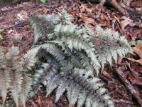 Ghost fern