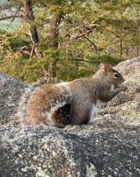 Squirrel on top of Sawnee Mountain