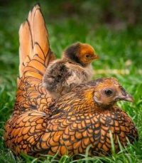 Hen and Chick