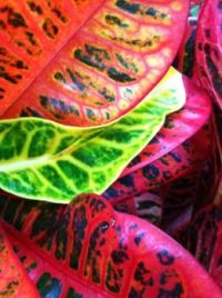 Sarah's Hawaiian Vacation Photo - Medium