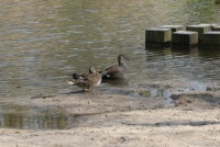 Mr. an Mrs. gadwall in the park