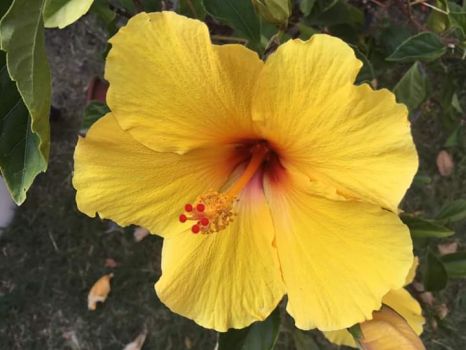 Yellow Flower