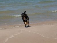 Bear at the beach.