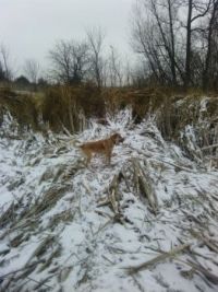 frozen marsh