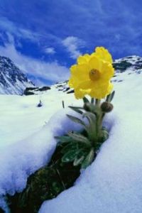 Flower in Snow
