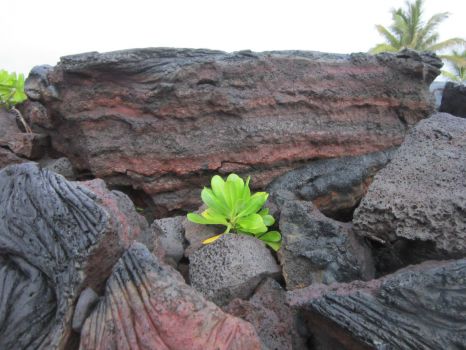 Plant growing in Lava Rock