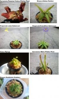 My Carnivorous Plants