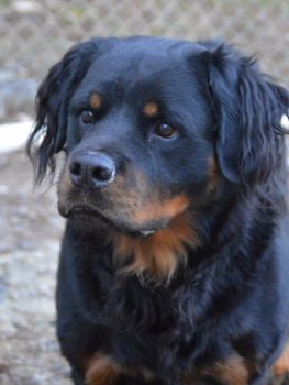Solve Zeus. 4 year old long hair rottweiler jigsaw puzzle online with 80  pieces