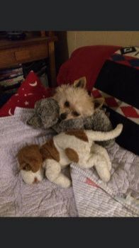 Teddy with a toy dog.