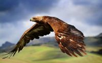 King of the Skies