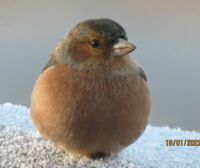 Male Chaffinch with cold feet.