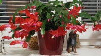 Můj červený kaktus 3.12.2022 / My Red Christmas Cactus