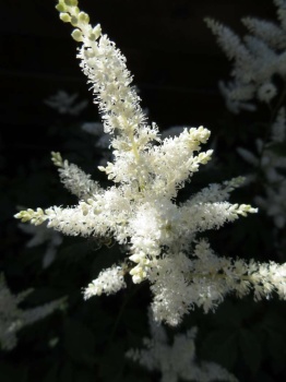 White Astilbe flower