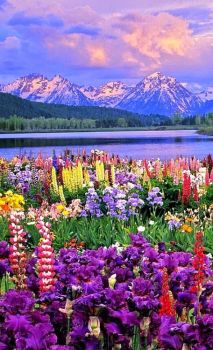 Flowers Along The River -- Grand Teton Mountains...