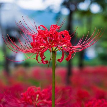Spider Lily or Hurricane Lily