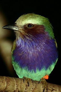 Lilac-breasted Roller 
