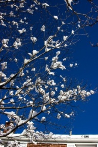 Winter Blossoms On Dogwood