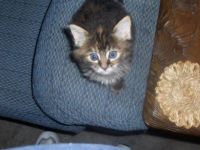 Blue Eyes