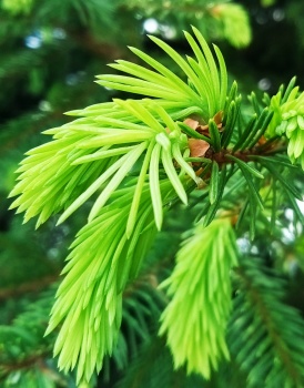 Fir buds