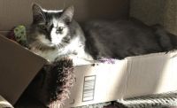 Greyson:  "I like my box, and toys, and sunlight."
