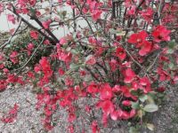 Flowering Quince